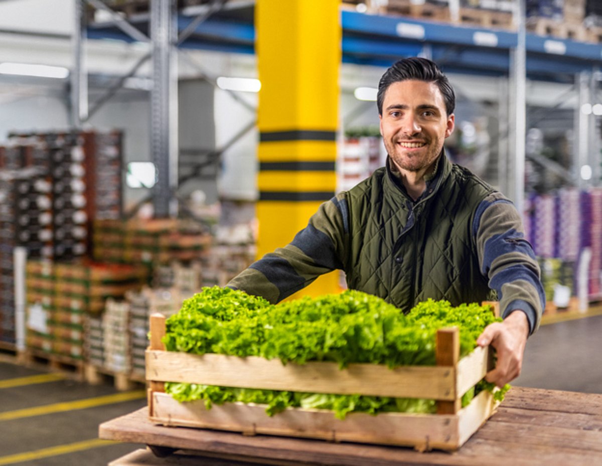 Mitarbeitender im Fruchtgroßhandel hält Kiste mit Salatköpfen in der Hand