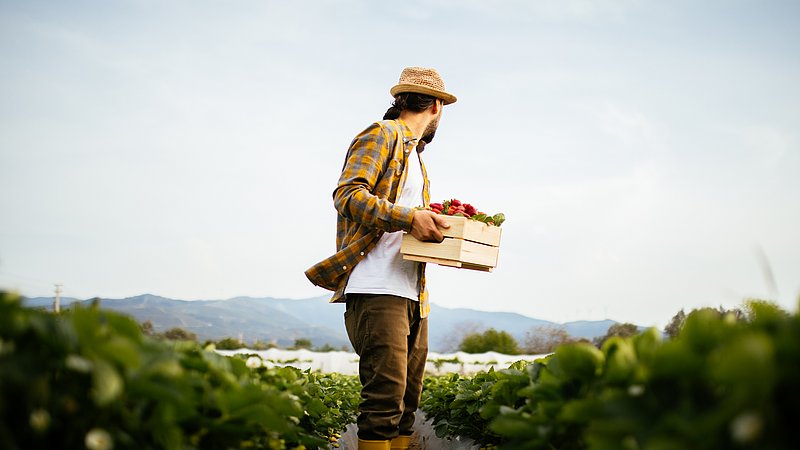 Ein Blick auf einen Mann mit einer Kiste voller Erdbeeren. Er steht auf einem Erdbeerfeld in einer landwirtschaftlichen Zone, weit weg von der Stadt.
