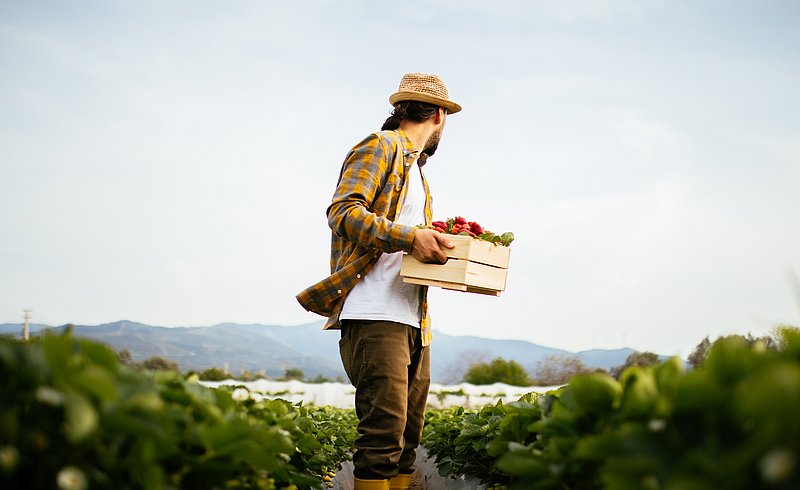 Ein Blick auf einen Mann mit einer Kiste voller Erdbeeren. Er steht auf einem Erdbeerfeld in einer landwirtschaftlichen Zone, weit weg von der Stadt.