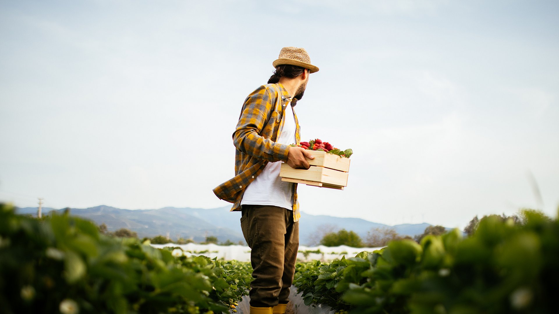 Ein Blick auf einen Mann mit einer Kiste voller Erdbeeren. Er steht auf einem Erdbeerfeld in einer landwirtschaftlichen Zone, weit weg von der Stadt.