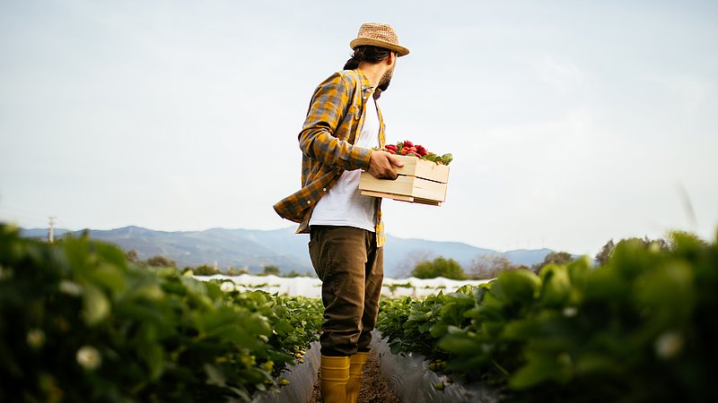 Ein Blick auf einen Mann mit einer Kiste voller Erdbeeren. Er steht auf einem Erdbeerfeld in einer landwirtschaftlichen Zone, weit weg von der Stadt.