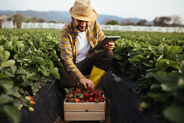 Landwirt mit Tablette inmitten von Erdbeerpflanzen.