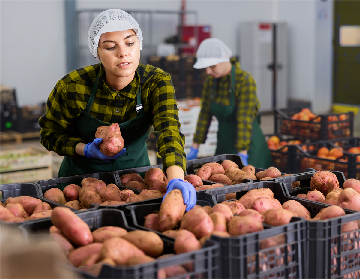Mitarbeiterin im Fruchtgroßhandel prüft die Qualität von Süßkartoffeln