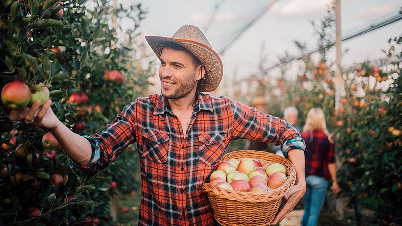 Landwirt bei der Apfelernte