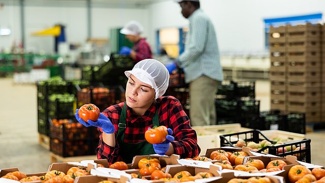 Mitarbeiterin prüft die Qualität von Tomaten