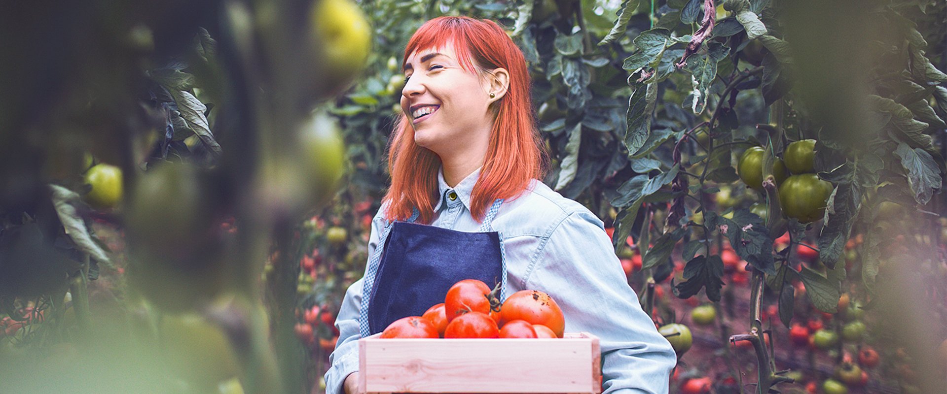 Landwirtin bei der Tomatenernte