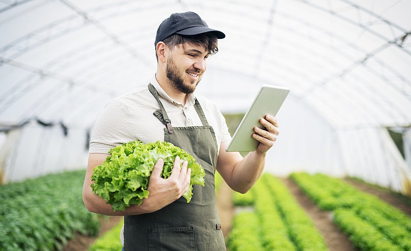 Landwirt prüft Preisschwankungen von Salat auf seinem Tablet