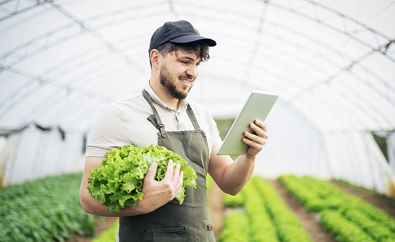 Landwirt prüft Preisschwankungen von Salat auf seinem Tablet