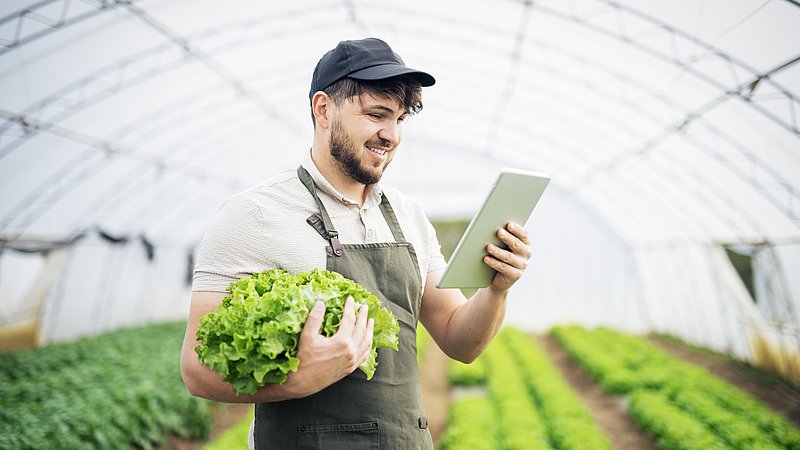 Landwirt prüft Preisschwankungen von Salat auf seinem Tablet