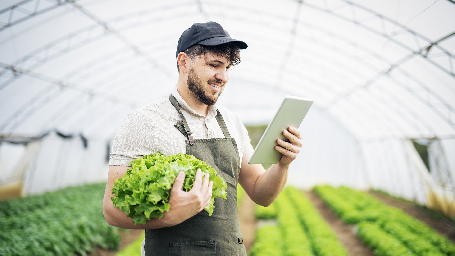 Landwirt prüft Preisschwankungen von Salat auf seinem Tablet