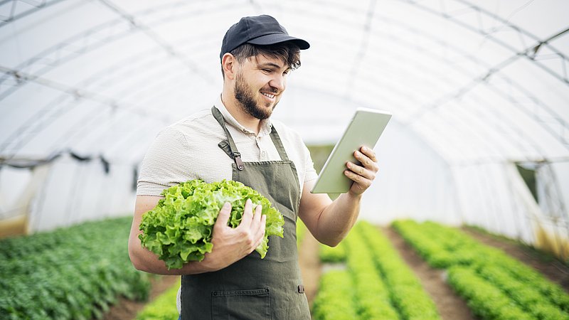 Landwirt prüft Preisschwankungen von Salat auf seinem Tablet