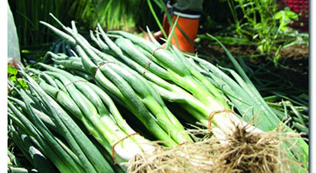 BEHR Gemüsegarten