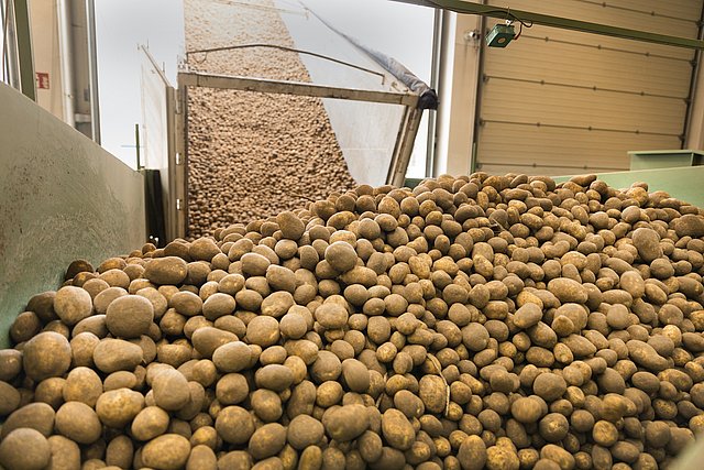 Kartoffelanlieferung bei Agropa