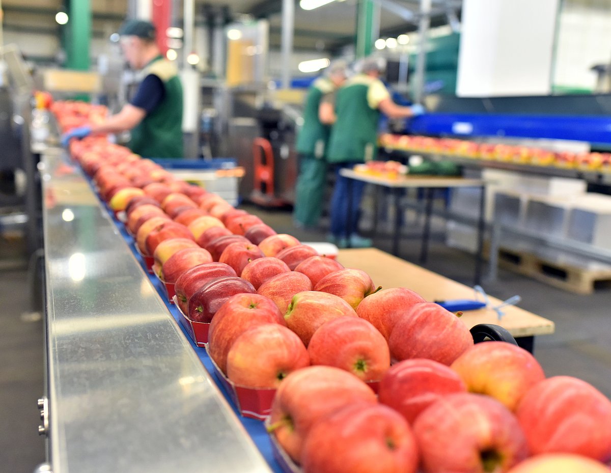Abpacken von Obst: Äpfel auf dem Fließband
