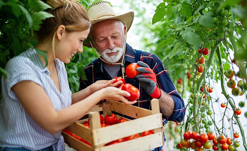 Landwirt und Landwirtin bei der Tomatenernte