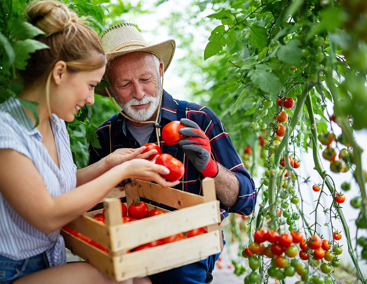 Landwirt und Landwirtin bei der Tomatenernte