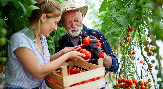 Landwirt und Landwirtin bei der Tomatenernte