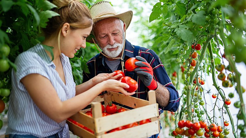 Landwirt und Landwirtin bei der Tomatenernte