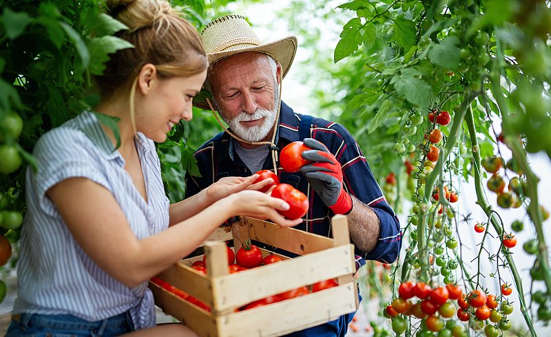 Landwirt und Landwirtin bei der Tomatenernte