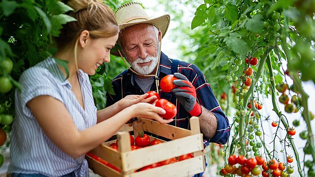 Landwirt und Landwirtin bei der Tomatenernte