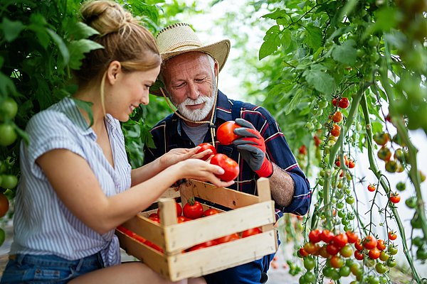 Landwirt und Landwirtin bei der Tomatenernte