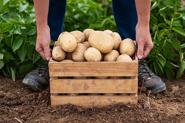 Hände einer Landwirtin mit Kartoffelkiste auf dem Feld